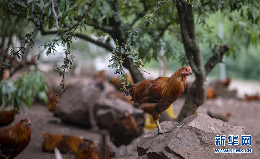 （新華全媒頭條&middot;走向我們的小康生活&middot;決戰(zhàn)決勝脫貧攻堅(jiān)&middot;圖文互動）（5）昭通之變&mdash;&mdash;全國貧困人口最多的地級市跨越記