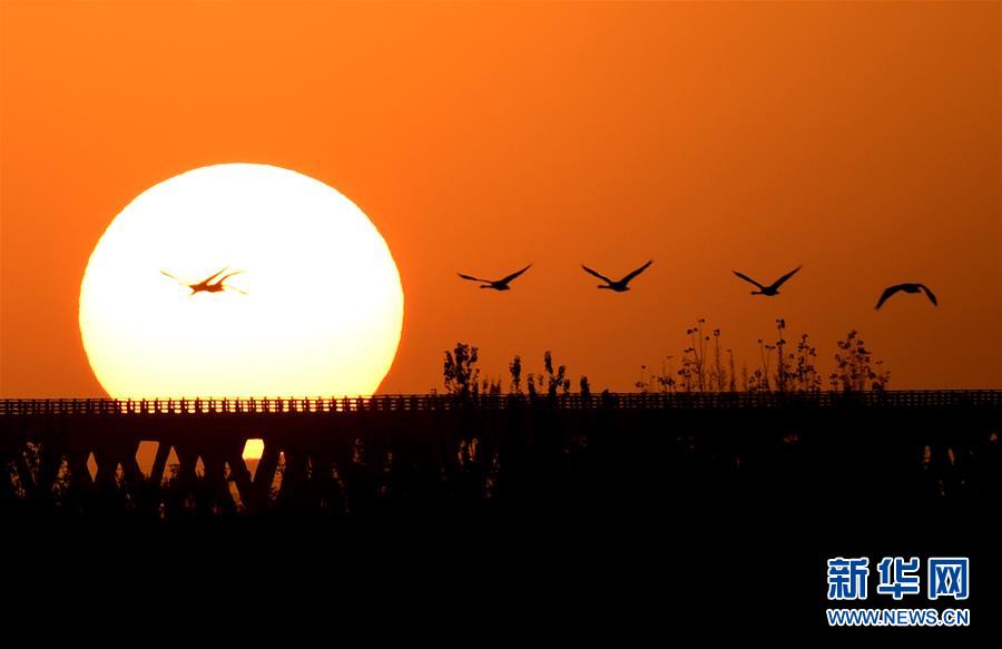 （新華全媒頭條&middot;圖文互動(dòng)）（5）從&ldquo;四亂&rdquo;突出到生態(tài)修復(fù) 黃河漸成中原&ldquo;綠飄帶&rdquo;