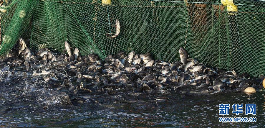 #（新華全媒頭條&middot;圖文互動(dòng)）（13）&ldquo;拔&rdquo;海起牧場 &ldquo;耕&rdquo;海新牧歌