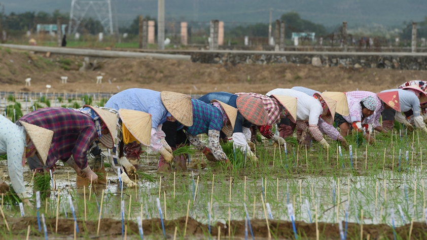 海南農(nóng)墾：農(nóng)業(yè)&ldquo;國家隊&rdquo;打贏改革&ldquo;翻身仗&rdquo;