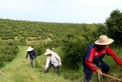 &ldquo;一畝油茶百斤油，又娶媳婦又蓋樓&rdquo;&mdash;&mdash;河南光山走上生態(tài)富民路