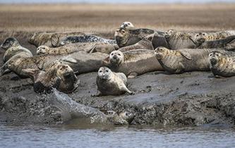 斑海豹洄游棲息遼河入?？? />  
<div>斑海豹洄游棲息遼河入海口</div>
</a> 
</div>
<div   id=