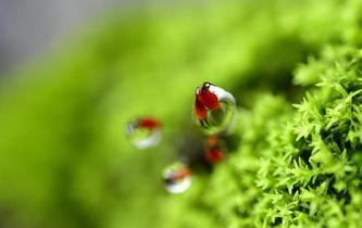 雨潤(rùn)春色&ldquo;一抹紅&rdquo;