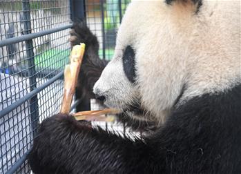 &ldquo;闖關(guān)東&rdquo;大熊貓返鄉(xiāng)并計劃&ldquo;生娃&rdquo;