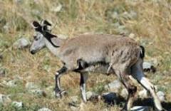 野生動物是否該一"護"到底
