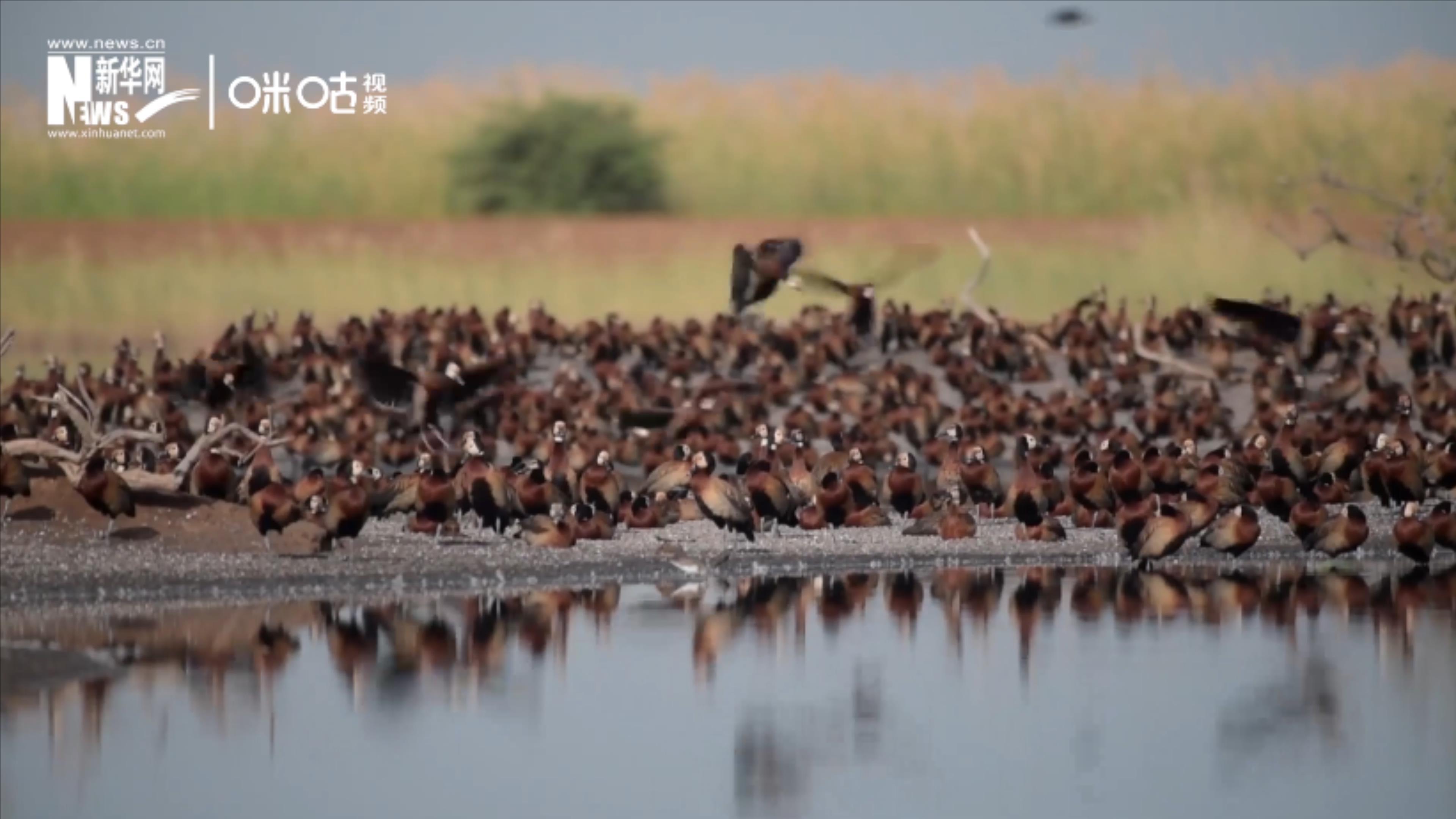 候鳥將人類、生態(tài)系統(tǒng)和世界各國連在一起