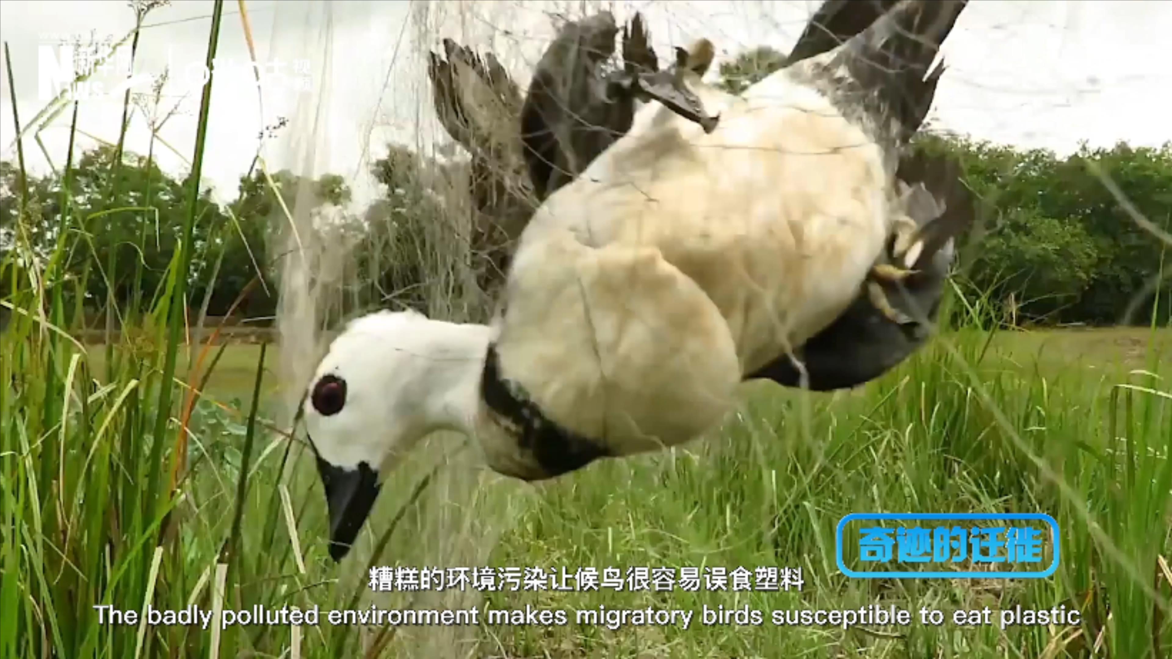 棲息地減少、環(huán)境污染、捕殺正威脅著候鳥的生存