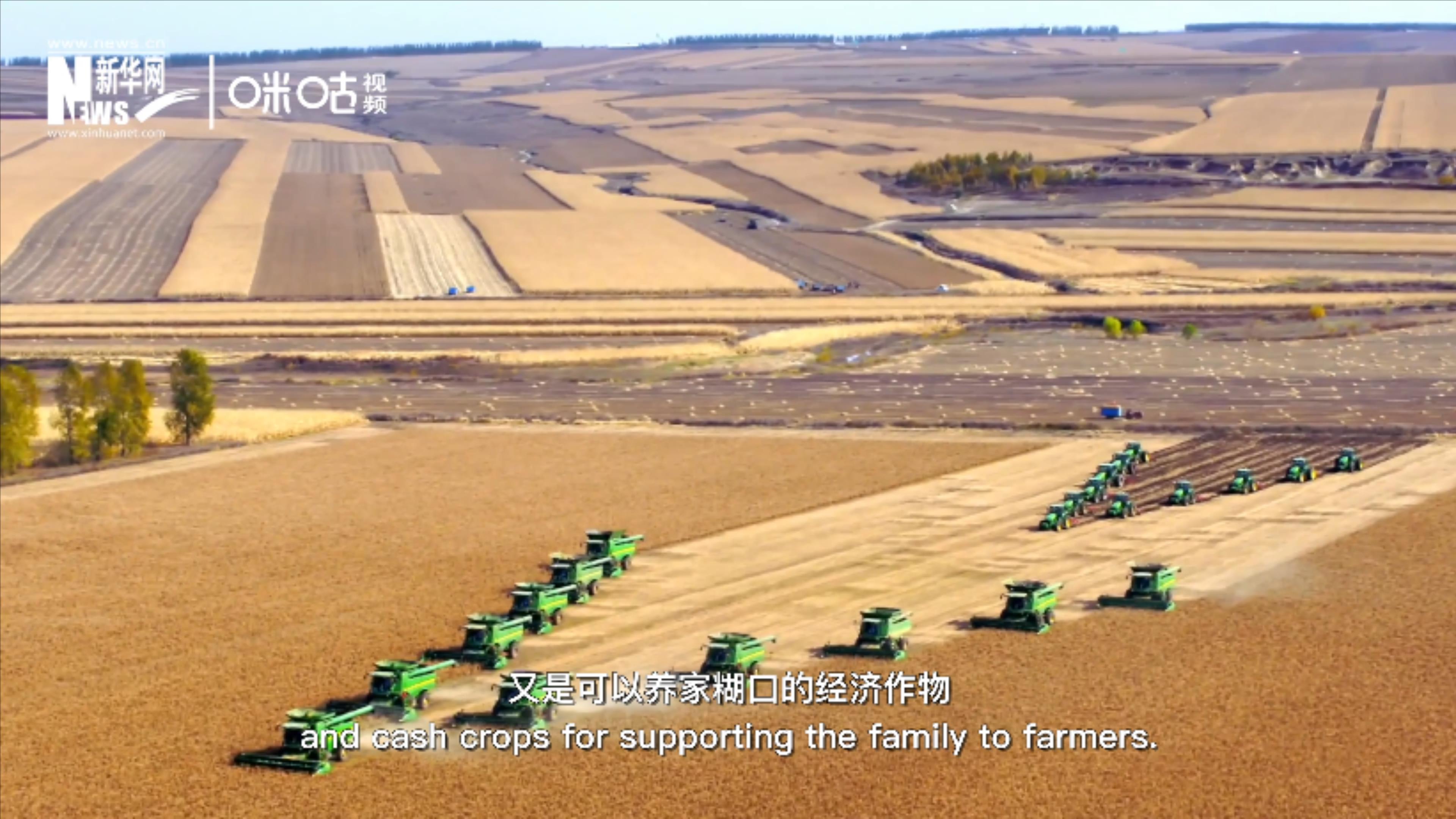 豆類既是可以擺上餐桌的食物，又是可以養(yǎng)家糊口的經(jīng)濟(jì)作物