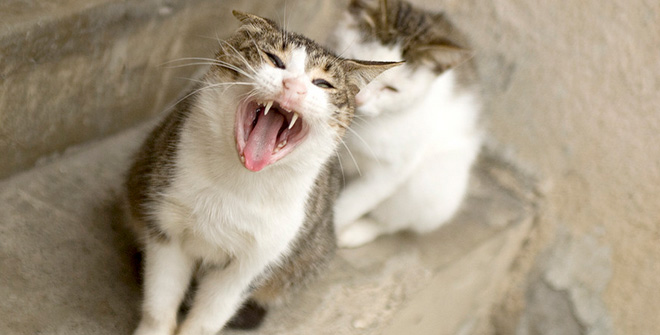 你見過這樣的腹黑貓嗎？