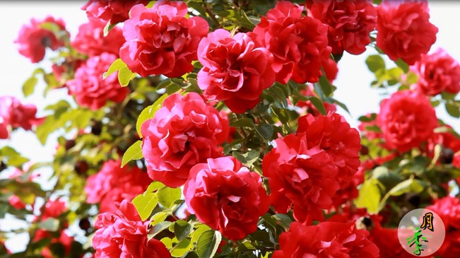 花開(kāi)五月 &ldquo;季&rdquo;壓群芳