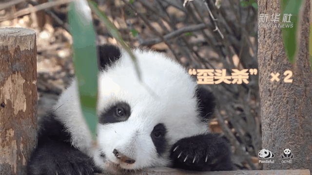 請注意，前方有滾滾發(fā)起近距離&ldquo;歪頭殺&rdquo;