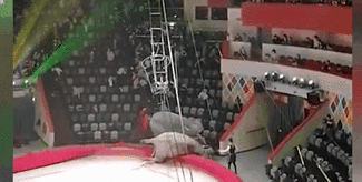 意外！場(chǎng)面失控 俄馬戲團(tuán)大象踩踏觀眾席