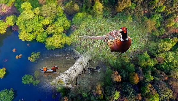 世界地球日丨神奇珍稀動(dòng)物在哪里？車(chē)八嶺國(guó)家級(jí)自然保護(hù)區(qū)走一波