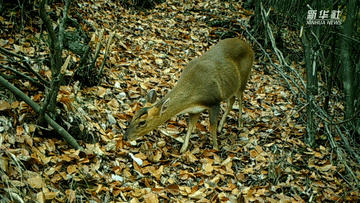 呆萌可愛(ài)！國(guó)家三有保護(hù)動(dòng)物小麂現(xiàn)身重慶陰條嶺