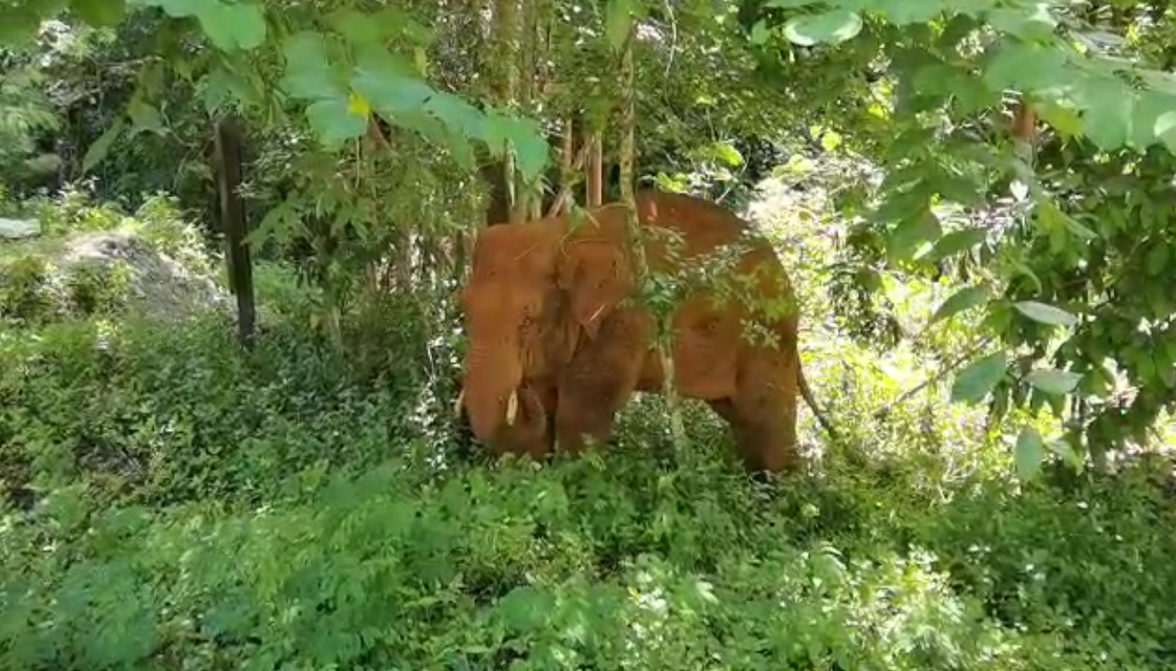 離群32天！云南北移離群獨(dú)象安全回家 專家詳解獨(dú)象&ldquo;南歸&rdquo;