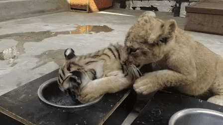 &ldquo;萌萌噠&rdquo;！虎獅&ldquo;姊妹花&rdquo;