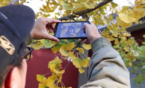 拯救你的拍照技術(shù)！五招用手機(jī)拍出唯美銀杏照