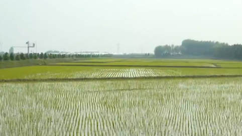 黑龍江：&ldquo;稻田公園&rdquo;迎賓客 農(nóng)民收入穩(wěn)增長(zhǎng)