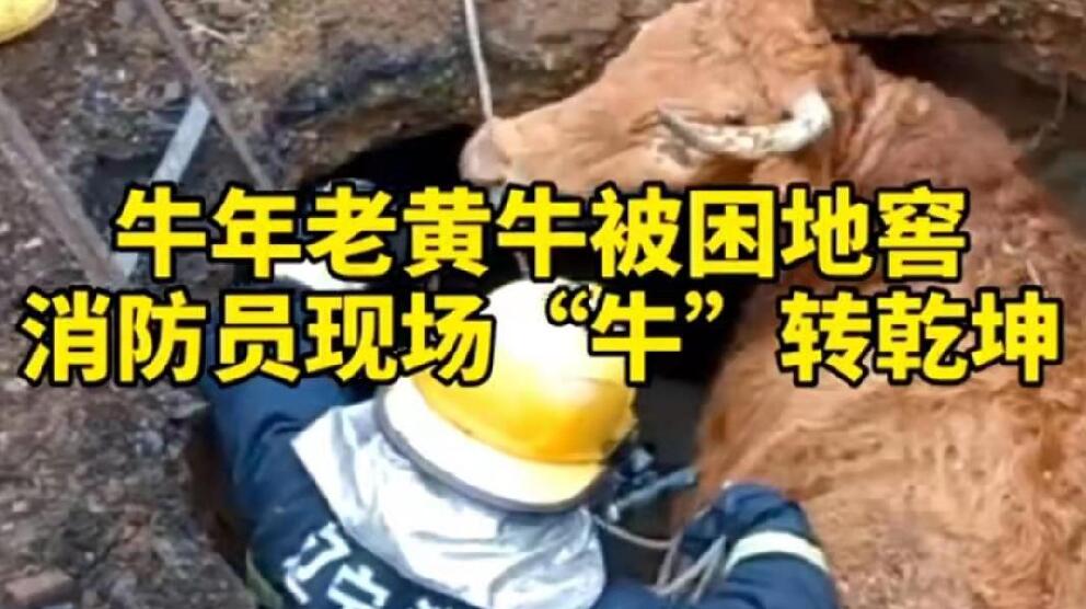 牛年老黃牛被困地窖，消防員現(xiàn)場(chǎng)&ldquo;牛&rdquo;轉(zhuǎn)乾坤！
