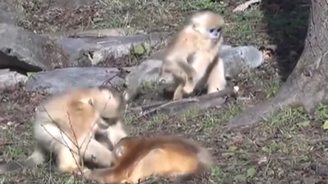 陜西：動(dòng)物個(gè)體識(shí)別系統(tǒng)可精準(zhǔn)識(shí)別&ldquo;猴臉&rdquo;