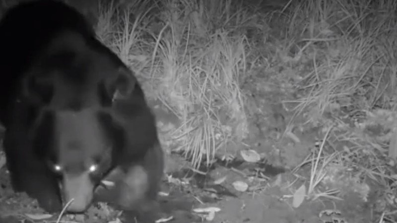 熊出沒(méi)！云南拍到黑熊喝水滾泥潭畫(huà)面