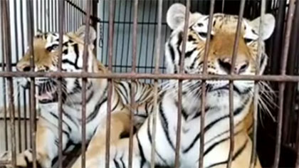 專家分析：老虎咬死飼養(yǎng)員事件 暴露哪些問(wèn)題？