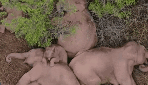 &ldquo;象&rdquo;往何處？ 亞洲象的&ldquo;正確睡姿&rdquo;什么樣？