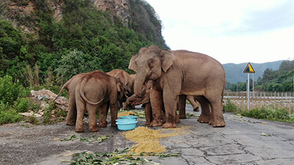 大象去哪兒？ 昨天野象群在玉溪易門活動