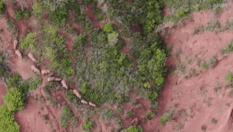 &ldquo;象&rdquo;往何方？ 象群正翻山南行 當(dāng)?shù)赜行蚴枭⑷罕? /></a>
<div   id=