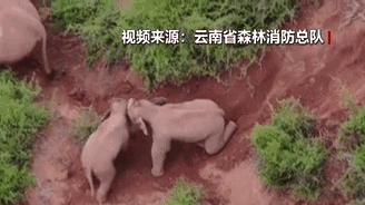 &ldquo;象&rdquo;往何方？野象群持續(xù)向南行進(jìn)