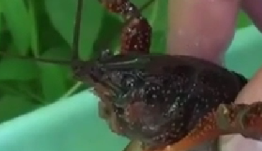 封殺！ 日本擬將小龍蝦指定為外來入侵物種