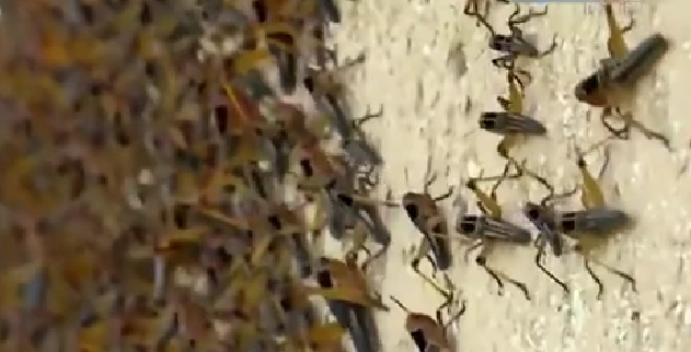 恐怖！ 漫天飛舞 俄邊疆區(qū)遭蝗蟲(chóng)、瓢蟲(chóng)侵襲