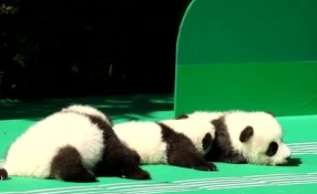 &ldquo;萌神&rdquo;駕到！新生熊貓寶寶&ldquo;C位&rdquo;亮相