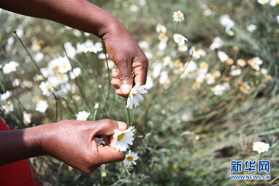 （國(guó)際&middot;中非合作論壇）（4）中國(guó)技術(shù)讓肯尼亞除蟲(chóng)菊種植者受益頗多