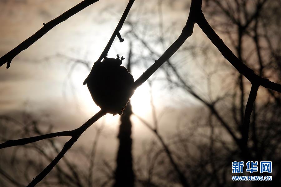 （國際&middot;圖文互動）（10）一場山火，讓這個冬天格外冷&mdash;&mdash;探訪美國加州山火災(zāi)區(qū)