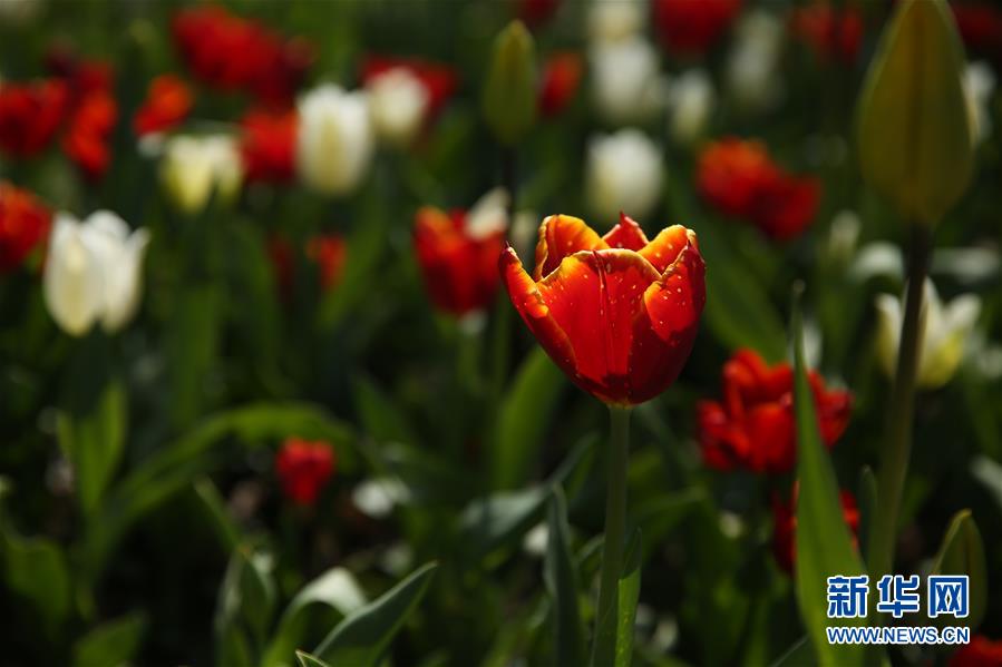 （國際&middot;北京世園會(huì)）（16）世界園林巡禮&mdash;&mdash;比利時(shí)拜加登城堡