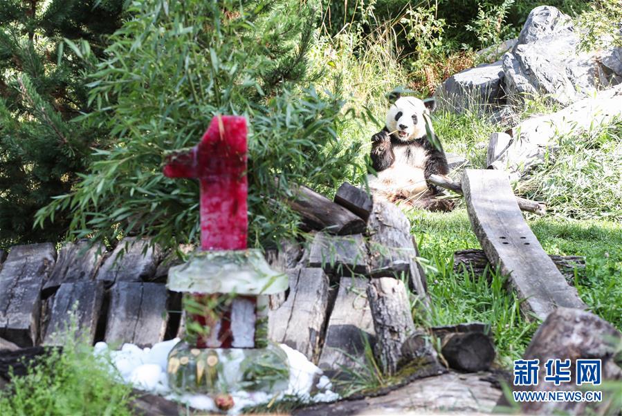 （國際）（3）德國柏林動(dòng)物園為大熊貓雙胞胎慶生