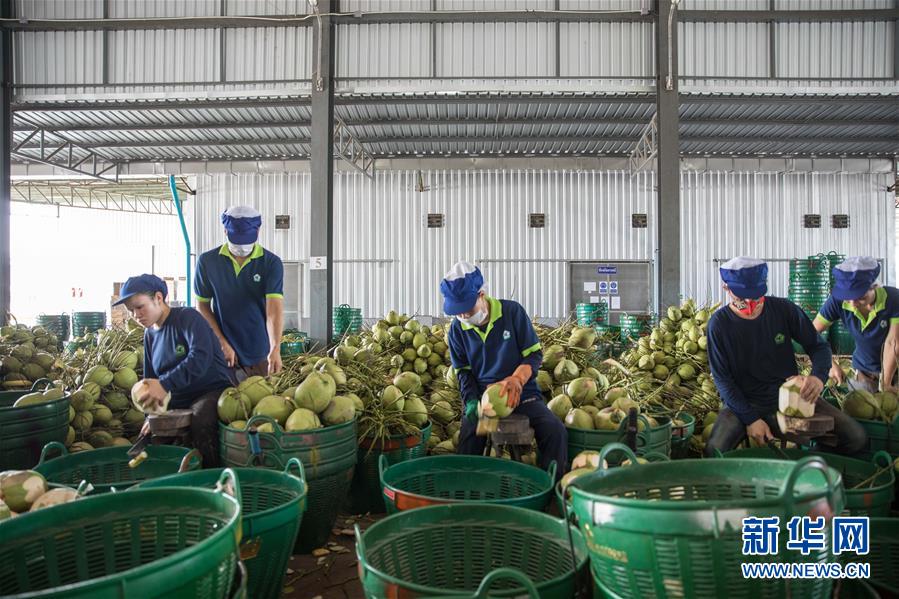 （第三屆進(jìn)博會(huì)&middot;圖文互動(dòng)）（3）通訊：椰香飄進(jìn)進(jìn)博會(huì) 市場(chǎng)開放共繁榮&mdash;&mdash;一名泰國椰商的心聲