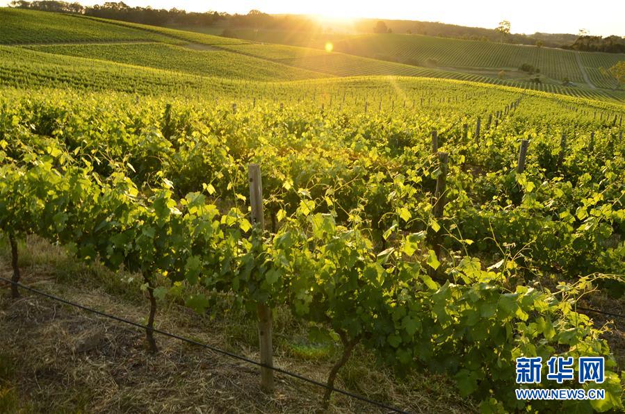 （第三屆進(jìn)博會(huì)&middot;圖文互動(dòng)）（1）專訪：進(jìn)博會(huì)是了解中國市場的好機(jī)會(huì)&mdash;&mdash;訪澳大利亞諾瓦維塔葡萄酒集團(tuán)創(chuàng)始人卡臣