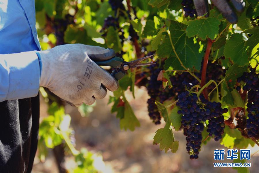 （第三屆進(jìn)博會(huì)&middot;圖文互動(dòng)）（2）專訪：進(jìn)博會(huì)是了解中國市場的好機(jī)會(huì)&mdash;&mdash;訪澳大利亞諾瓦維塔葡萄酒集團(tuán)創(chuàng)始人卡臣