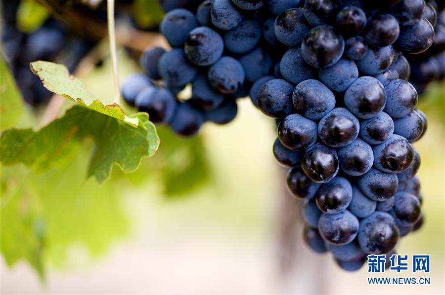 （第三屆進(jìn)博會(huì)&middot;圖文互動(dòng)）（4）專訪：進(jìn)博會(huì)是了解中國市場的好機(jī)會(huì)&mdash;&mdash;訪澳大利亞諾瓦維塔葡萄酒集團(tuán)創(chuàng)始人卡臣