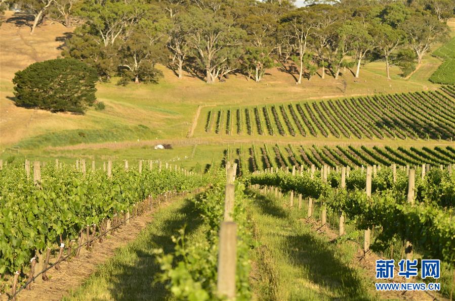 （第三屆進(jìn)博會(huì)&middot;圖文互動(dòng)）（5）專訪：進(jìn)博會(huì)是了解中國市場的好機(jī)會(huì)&mdash;&mdash;訪澳大利亞諾瓦維塔葡萄酒集團(tuán)創(chuàng)始人卡臣