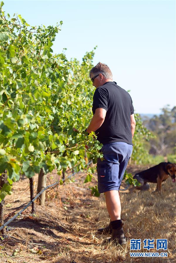 （第三屆進(jìn)博會(huì)&middot;圖文互動(dòng)）（8）專訪：進(jìn)博會(huì)是了解中國市場的好機(jī)會(huì)&mdash;&mdash;訪澳大利亞諾瓦維塔葡萄酒集團(tuán)創(chuàng)始人卡臣