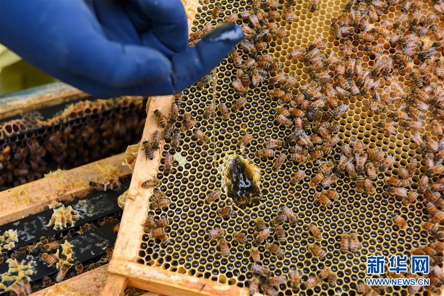 （第三屆進博會&middot;圖文互動）（6）通訊：新西蘭的進博會味道，甜