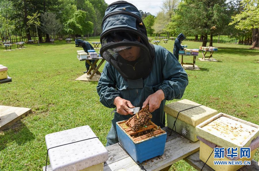 （第三屆進博會&middot;圖文互動）（7）通訊：新西蘭的進博會味道，甜