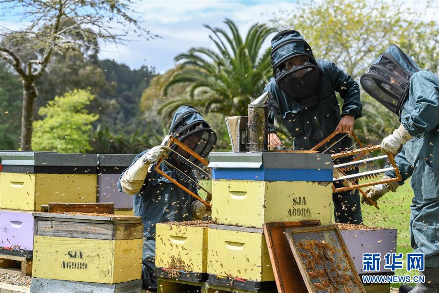 （第三屆進博會&middot;圖文互動）（8）通訊：新西蘭的進博會味道，甜