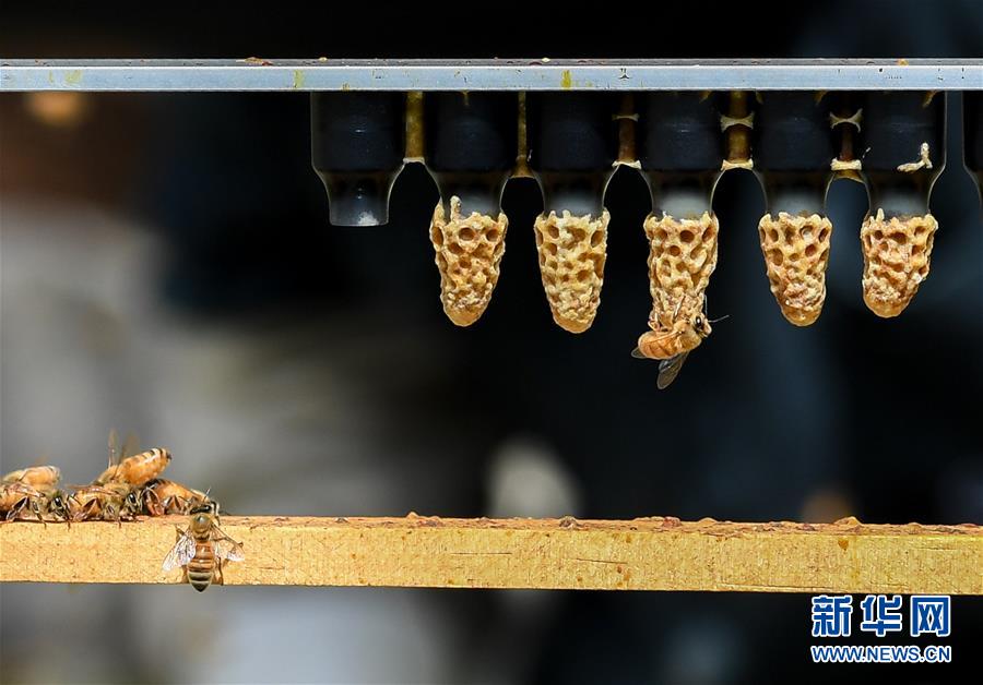 （第三屆進博會&middot;圖文互動）（9）通訊：新西蘭的進博會味道，甜