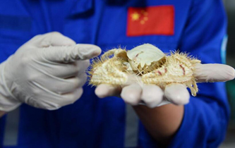 &ldquo;發(fā)現(xiàn)&rdquo;號在南海采集到大量冷泉生物