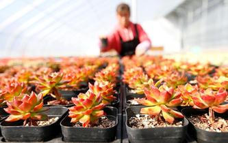 山東即墨：&ldquo;農旅多肉&rdquo;助力生態(tài)農業(yè)發(fā)展