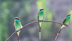 &ldquo;中國最美小鳥&rdquo;現(xiàn)身大別山
